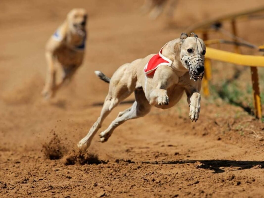 Trường đua chó Greyhound có những cuộc đua tốc độ đầy kịch tính của loài chó săn thỏ chuyên nghiệp trong không gian giải trí hiện đại và văn minh 
