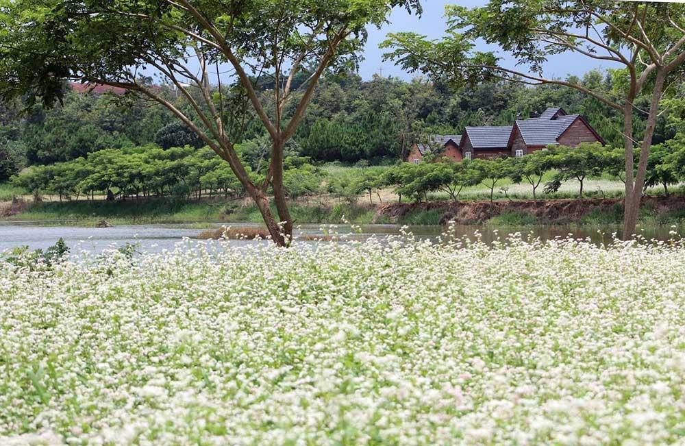 Cánh đồng hoa Tà Nung trồng các loại hoa theo mùa.