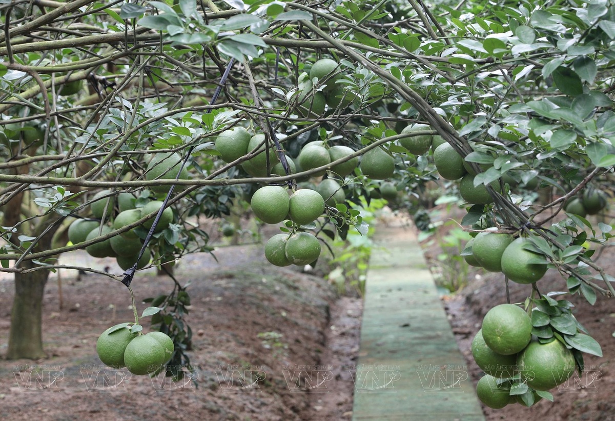 Bưởi căng mọng, ngọt thanh, được xem là “đặc sản vàng” không thể bỏ lỡ khi đến Đồng Nai 