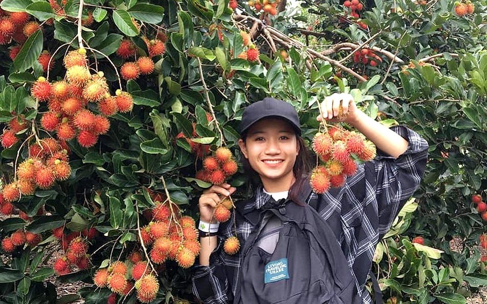Trái chín đỏ rực, mọng nước, ngọt dịu – là món quà mùa hè được nhiều người yêu thích 