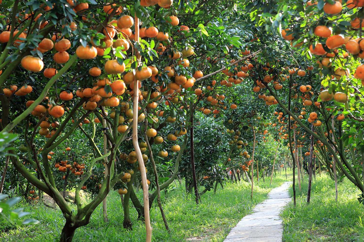 Không gian xanh mát, lý tưởng cho các hoạt động tham quan và nghỉ ngơi