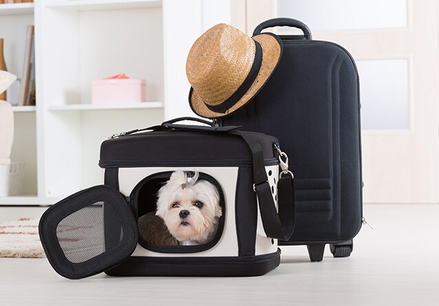 Travelling with pets