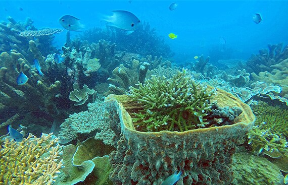 Du lịch sinh thái, bảo tồn thiên nhiên tại Vườn quốc gia Côn Đảo