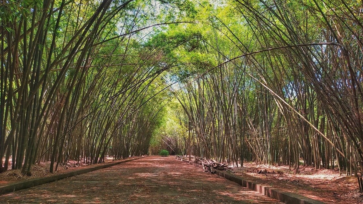 Làng tre Phú An