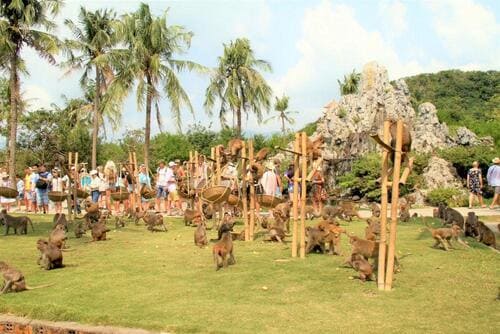 Khám phá Vương quốc Khỉ tại Đảo Khỉ Nha Trang