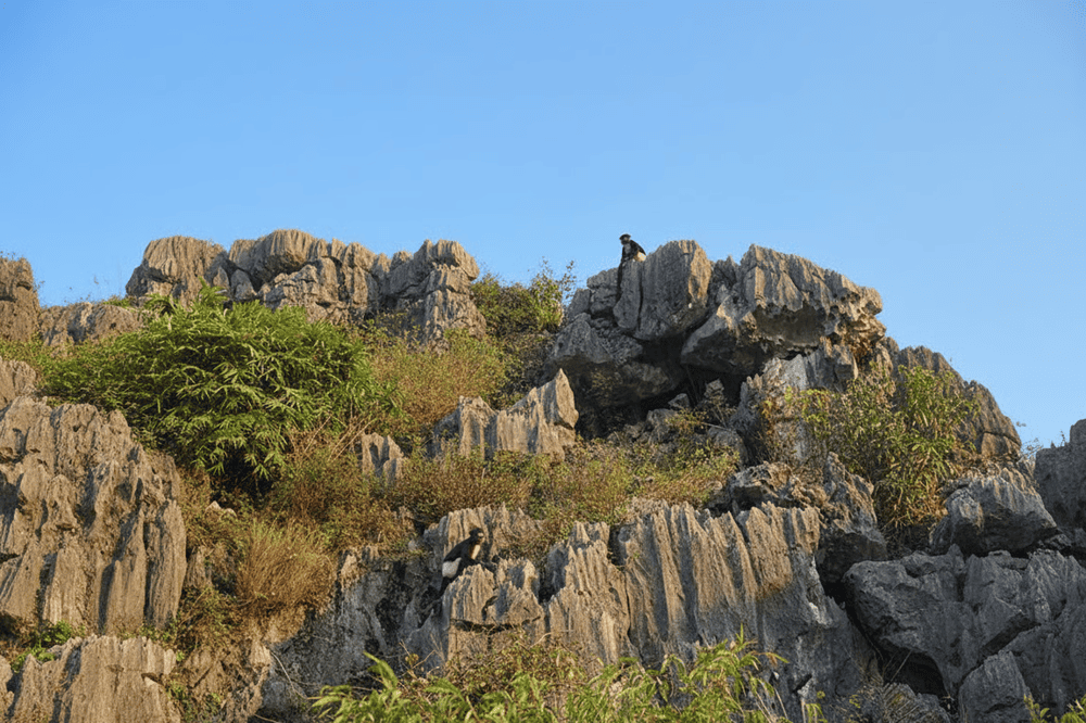 Khu bảo tồn thiên nhiên đất ngập nước Vân Long: Thiên đường sinh thái tiềm ẩn của Ninh Bình