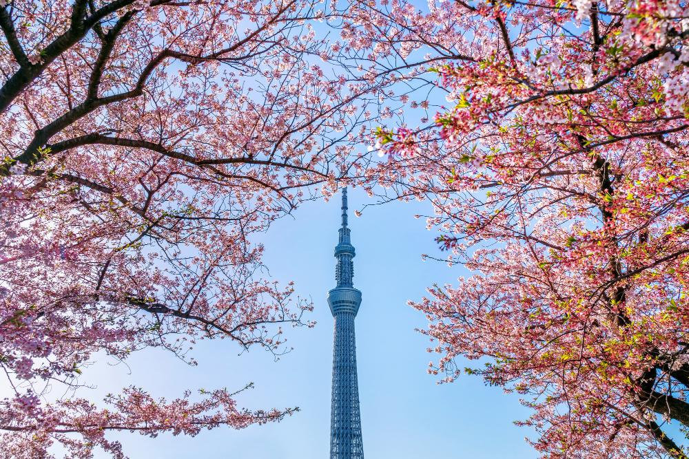 乗客は京急空港線、タクシー等の多様な交通手段で日本の中心部まで移動できます