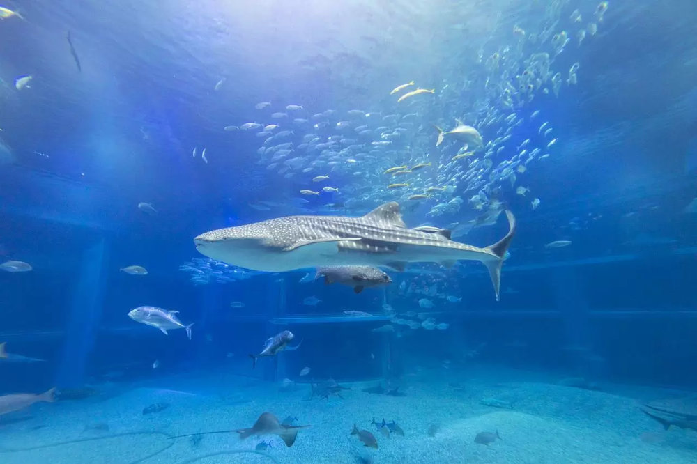 大阪水族館海遊館