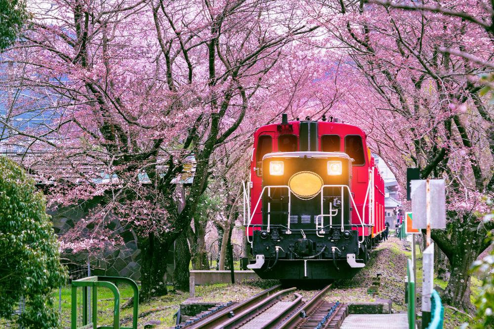 日本の代表的な観光地を巡りましょう
