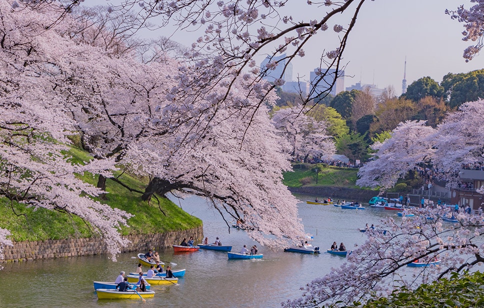 Nhật Bản - Xứ sở hoa anh đào luôn là điểm đến ưa thích của mọi du khách