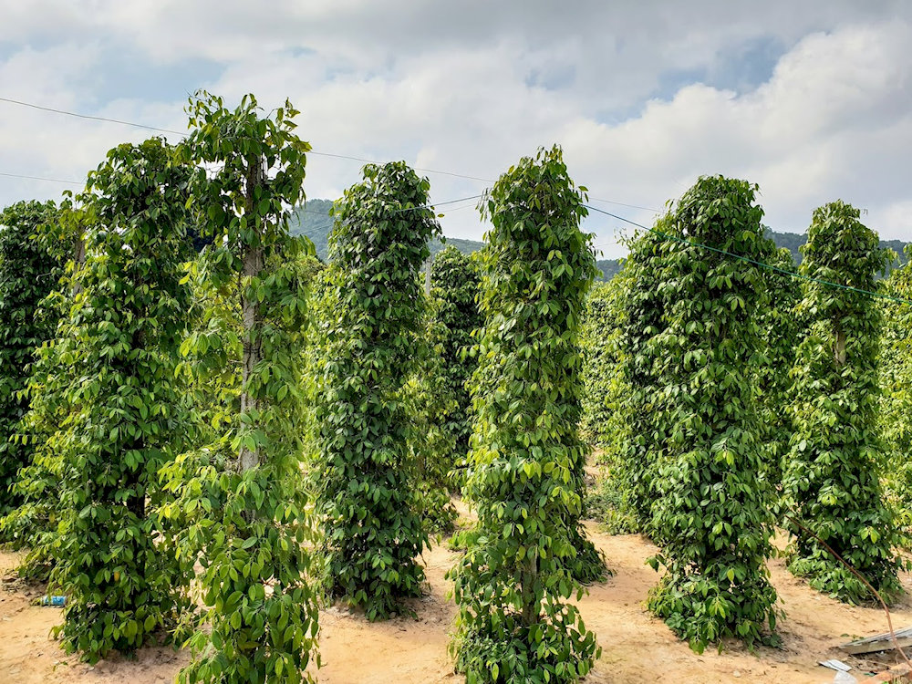 Top 6 Phu Quoc Countryside Pepper Farm Loved by Locals