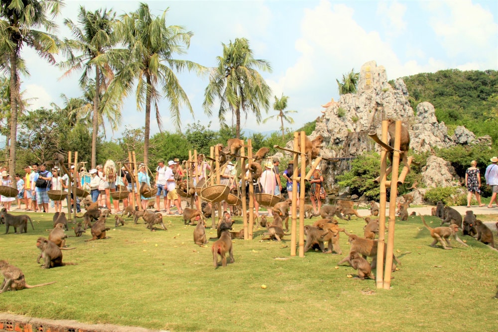 Explore the Kingdom of Monkeys at Nha Trang Monkey Island
