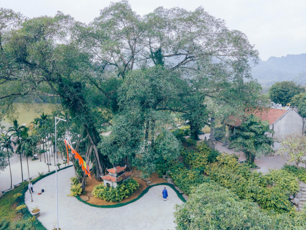 Cây đa “di chuyển” đã hơn 1000 năm tuổi 