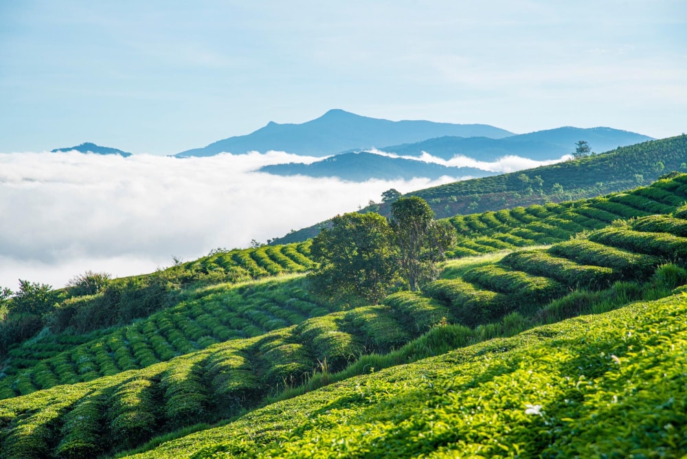 Lạc vào chốn “tiên cảnh" khi đến với đồi chè Cầu Đất 